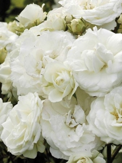 róża rabatowa MIDSUMMERSNOW