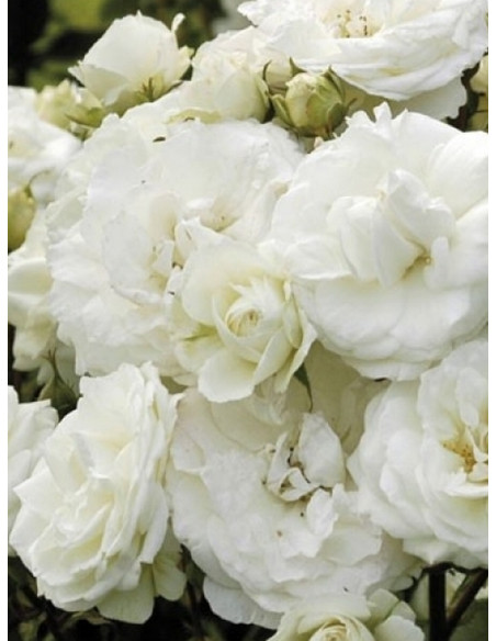 róża rabatowa MIDSUMMERSNOW