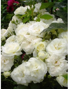 MIDSUMMERSNOW róża rabatowa