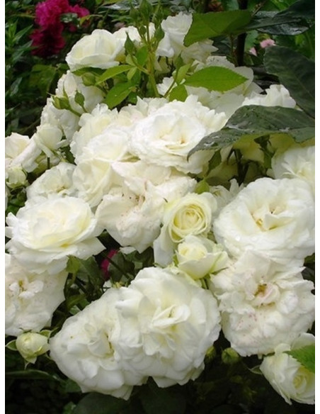 MIDSUMMERSNOW róża rabatowa