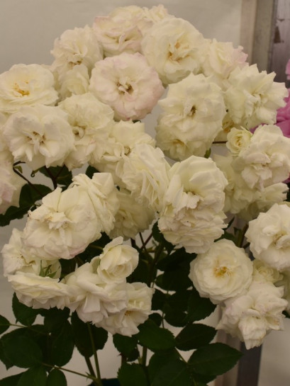 MIDSUMMERSNOW rabatowa róża