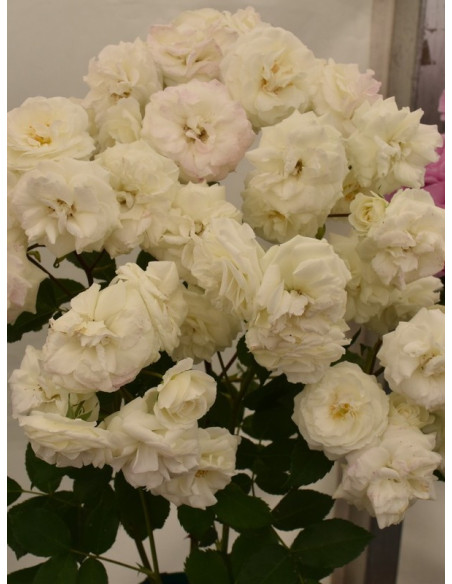 MIDSUMMERSNOW rabatowa róża