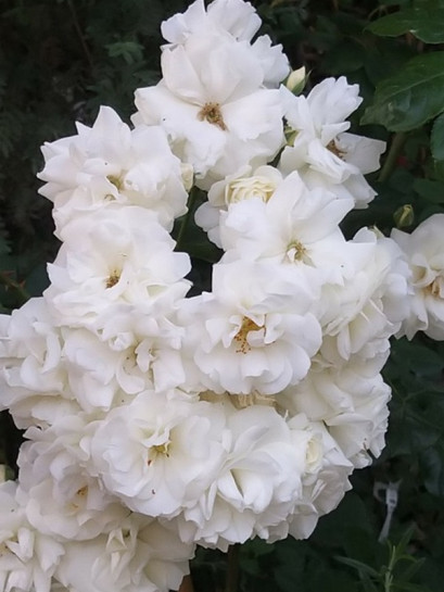 rabatowa róża MIDSUMMERSNOW