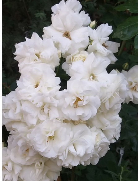 rabatowa róża MIDSUMMERSNOW