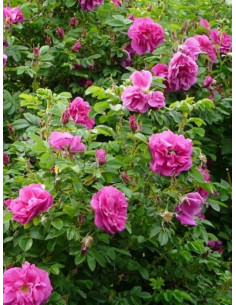 MOJE HAMMARBERG róża pomarszczona