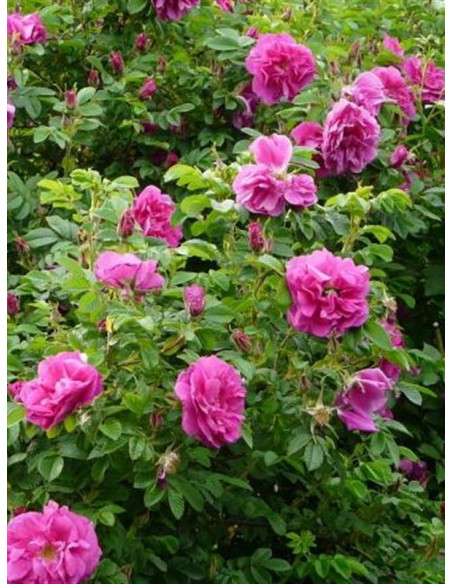 MOJE HAMMARBERG róża pomarszczona