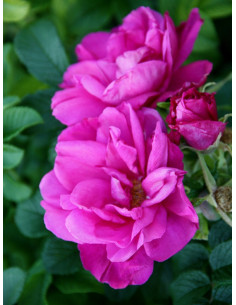 MOJE HAMMARBERG róża pomarszczona 2