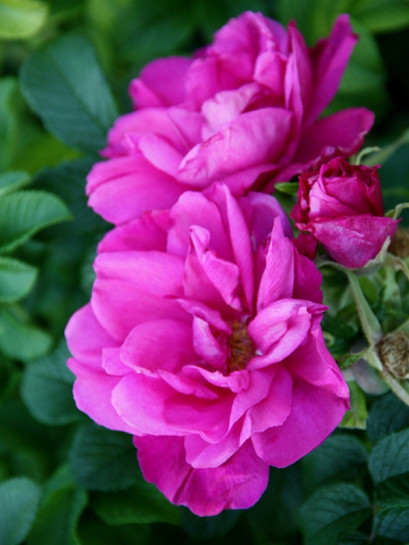 MOJE HAMMARBERG pomarszczona róża