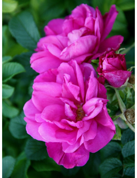 MOJE HAMMARBERG pomarszczona róża