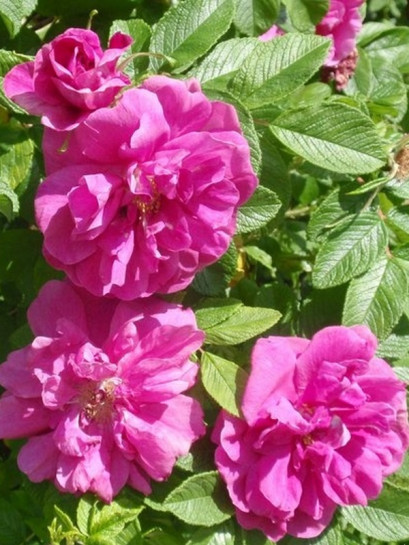 róża pomarszczona MOJE HAMMARBERG