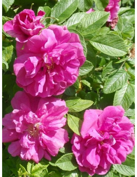 róża pomarszczona MOJE HAMMARBERG