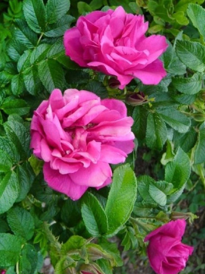 pomarszczona róża MOJE HAMMARBERG