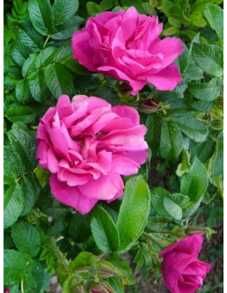 pomarszczona róża MOJE HAMMARBERG