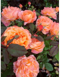 MARIA CURIE róża rabatowa 2