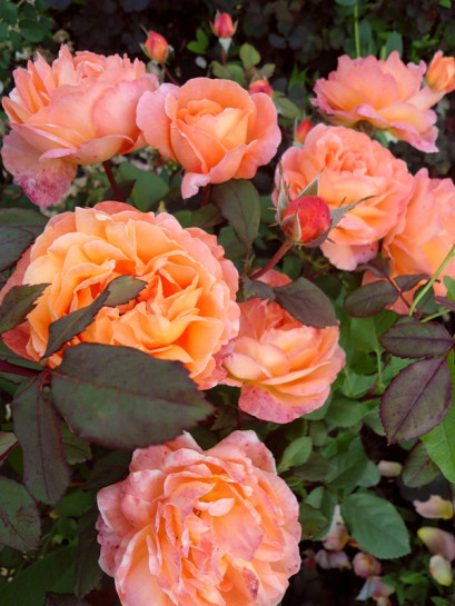 róża rabatowa MARIA CURIE