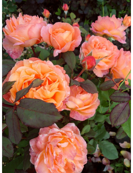 róża rabatowa MARIA CURIE