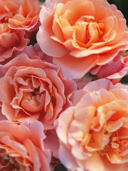 MARIA CURIE rabatowa róża