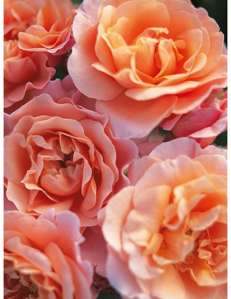 MARIA CURIE rabatowa róża