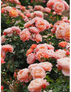 MARIA CURIE róża rabatowa