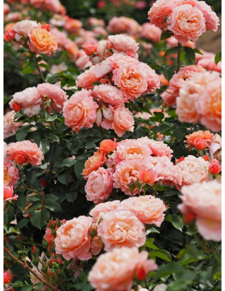 MARIA CURIE róża rabatowa