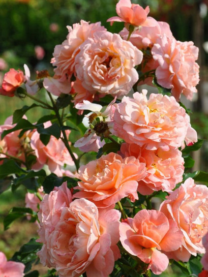 rabatowa róża MARIA CURIE