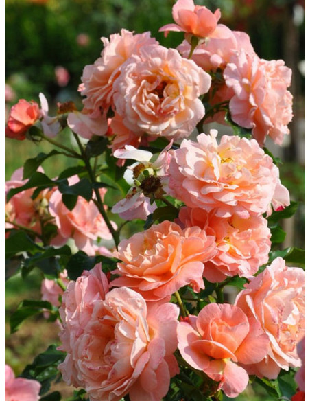 rabatowa róża MARIA CURIE