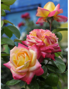 ORIENTAL PEACE- róża wielkokwiatowa 2