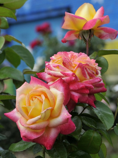 ORIENTAL PEACE- wielkokwiatowa róża