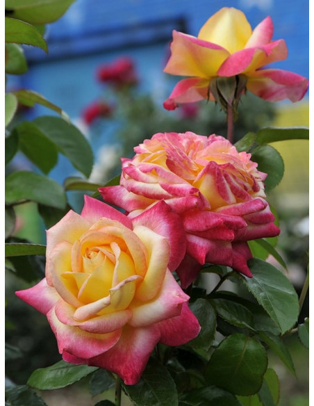 ORIENTAL PEACE- wielkokwiatowa róża