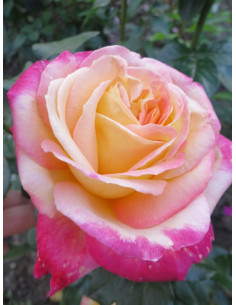 ORIENTAL PEACE- róża wielkokwiatowa