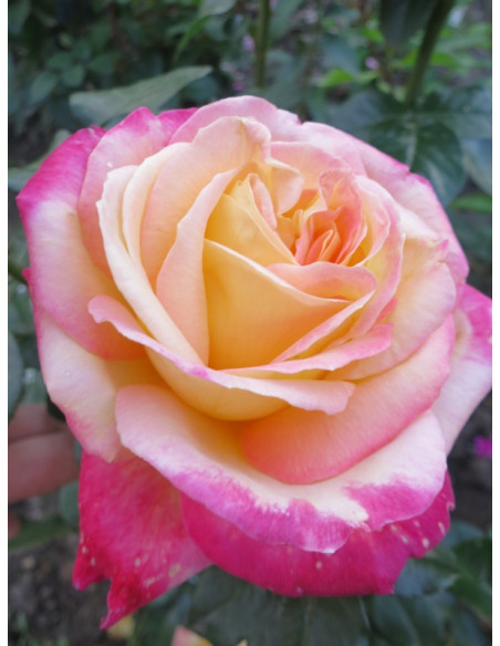 ORIENTAL PEACE- róża wielkokwiatowa