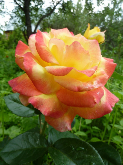 róża wielkokwiatowa ORIENTAL PEACE