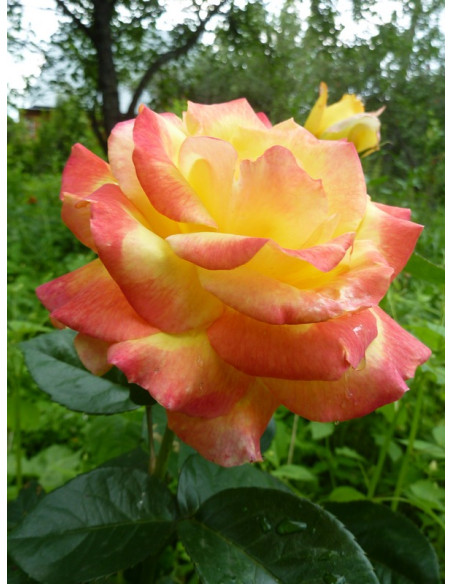 róża wielkokwiatowa ORIENTAL PEACE