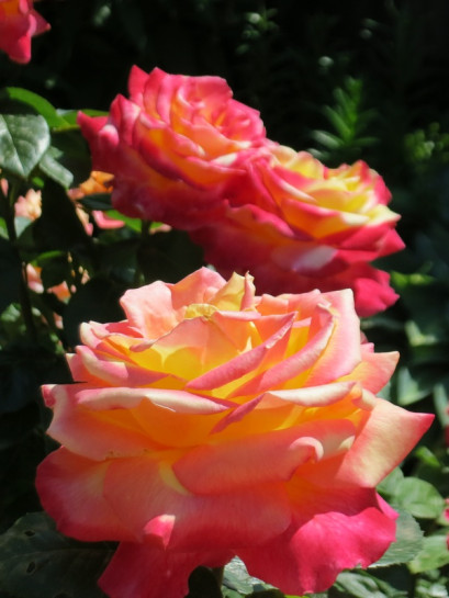 wielkokwiatowa róża ORIENTAL PEACE