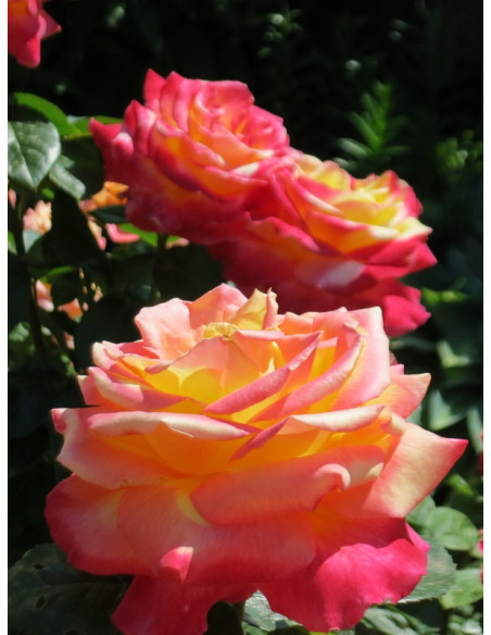 wielkokwiatowa róża ORIENTAL PEACE