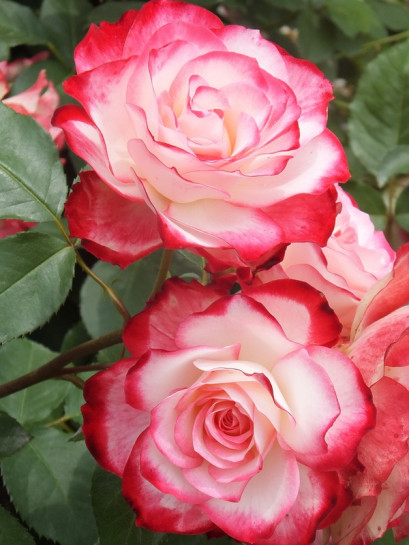 JUBILEE DU PRINCE DE MONACO - róża rabatowa