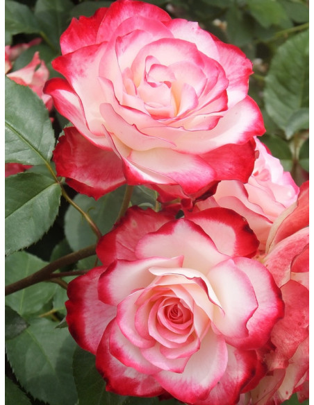 JUBILEE DU PRINCE DE MONACO - róża rabatowa