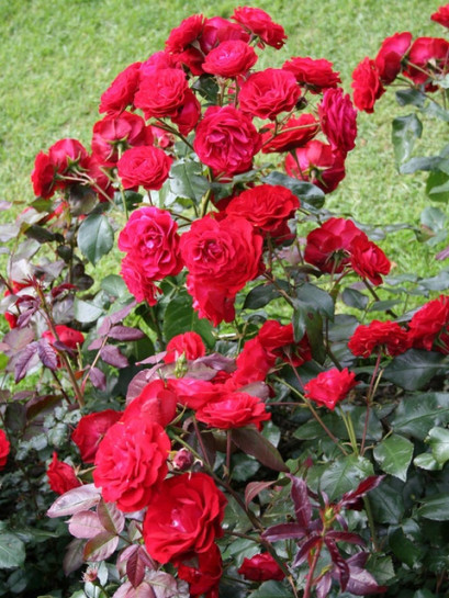 Europeana czerwone róże rabatowe