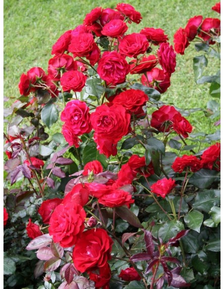 Europeana czerwone róże rabatowe