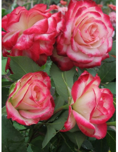 JUBILEE DU PRINCE DE MONACO - róża rabatowa 2