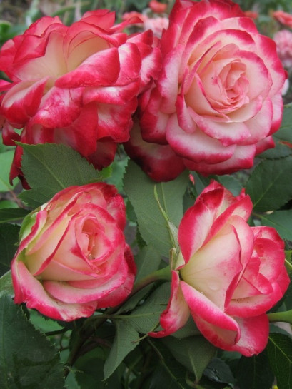 JUBILEE DU PRINCE DE MONACO - rabatowa róża