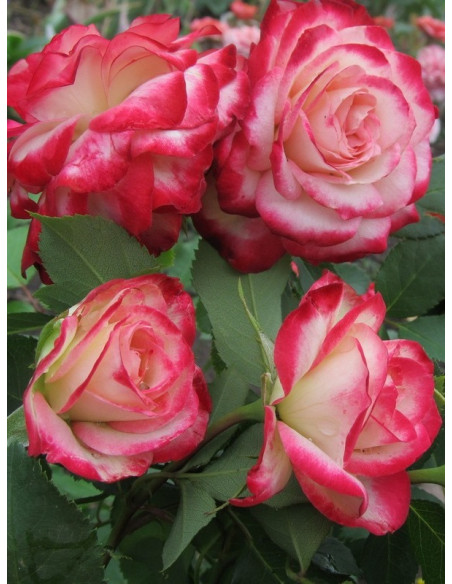 JUBILEE DU PRINCE DE MONACO - rabatowa róża