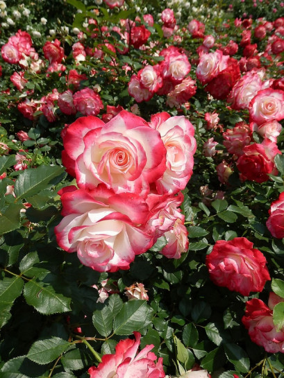 róża rabatowa JUBILEE DU PRINCE DE MONACO