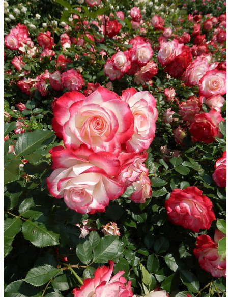 róża rabatowa JUBILEE DU PRINCE DE MONACO