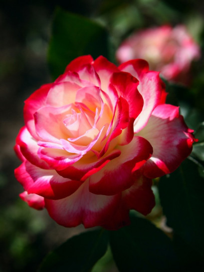 JUBILEE DU PRINCE DE MONACO® róża rabatowa