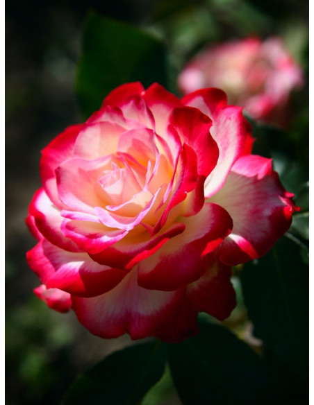 JUBILEE DU PRINCE DE MONACO® róża rabatowa