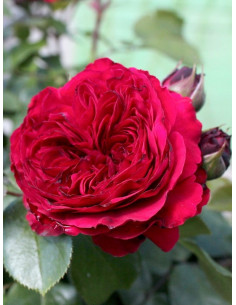 RED LEONARDO® róża rabatowa 2