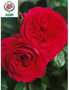 RED LEONARDO® róża rabatowa