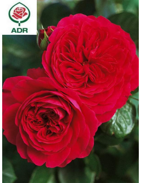 RED LEONARDO® róża rabatowa