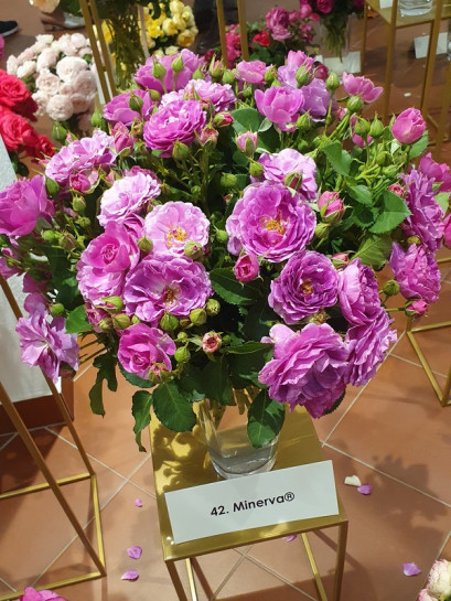 odmiana rabatowa Minerva niebieska